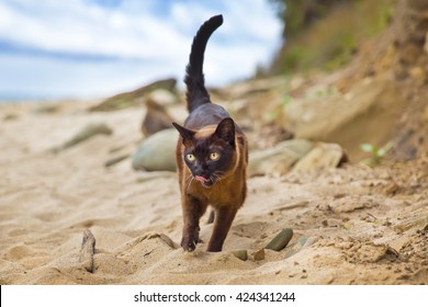 Burmese Cat On The Beach 