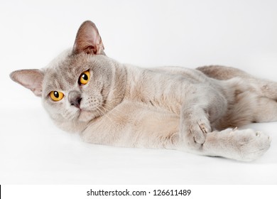 Burmese Cat Portrait