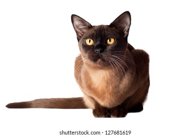 Burmese Cat Portrait