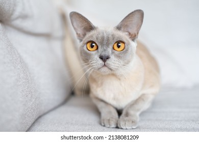 Burmese Cat Ready To Attack, Playing, Hunting Pet.