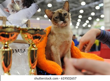 The Burmese At Cat Show In Moscow