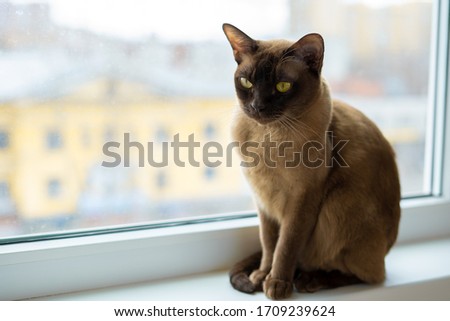 Burmese cat with yellow eyes is sitting on window sill looking straight