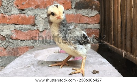 A Burmese chicks perched in front of a brick wall mural. | Fauna Chick Alone Against Brick Wall Background