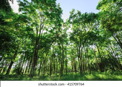 Burmese Ebony Tree Forest