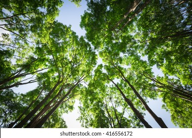 Burmese Ebony Tree Forest