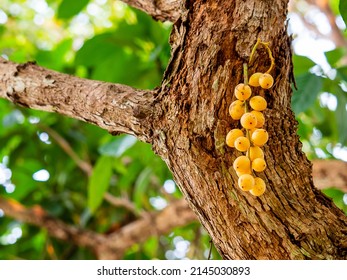 Burmese Grape On Tree, Science Name: Baccaurea Ram Flora