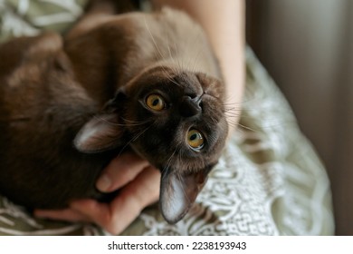  Burmese kitten. Curious funny spotted Burma cat looking at camera. High quality photo - Shutterstock ID 2238193943
