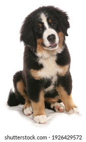 Burmese Mountain Dog Puppy Isolated On A White Background