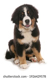 Burmese Mountain Dog Puppy Isolated On A White Background