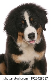 Burmese Mountain Dog Puppy
Studio Portrait