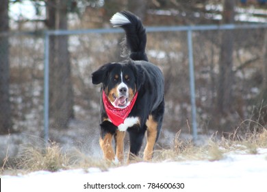 Burmese Mountain Dog Wearing A Scarf Walking On Snow