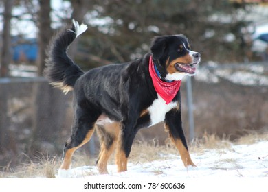 Burmese Mountain Dog Wearing A Scarf Walking On Snow