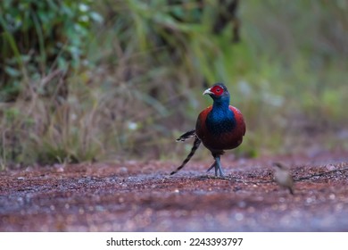 Burmese Mrs. Hume’s Pheasant on the mountain in nature. - Shutterstock ID 2243393797