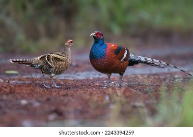 Burmese Mrs. Hume’s Pheasant on the mountain in nature. - Shutterstock ID 2243394259