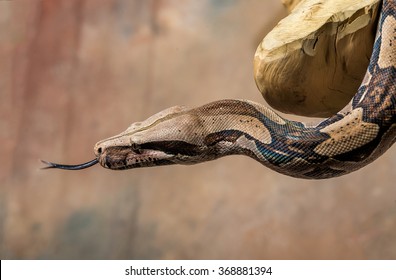 Burmese Python