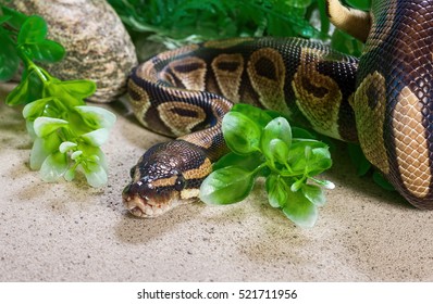 Burmese Python