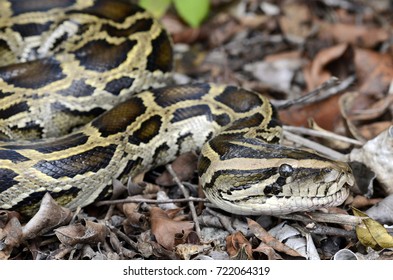 Burmese Python Python Bivittatus Stock Photo 722064319 | Shutterstock