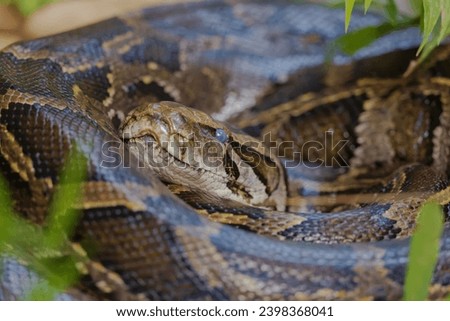 Burmese python (Python bivittatus) at Garbhanga RF, Assam, India