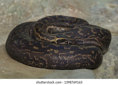 454 Asian rock python Images, Stock Photos & Vectors | Shutterstock