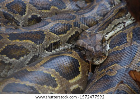 Burmese python (Python bivittatus) on display at Tada Roung Waterfalls in Kampot, Cambodia
