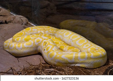 499 Python out mountains Images, Stock Photos & Vectors | Shutterstock