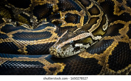 Burmese Pythonpython Bivittatus Stock Photo (Edit Now) 556421410 ...