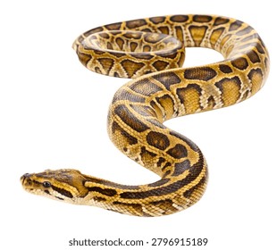 Burmese Python Brown and Tan Patterned Giant Snake Reptile Isolated on White Background