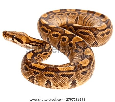 Burmese Python Brown Tan Patterned Large Constrictor Snake Isolated on White Background