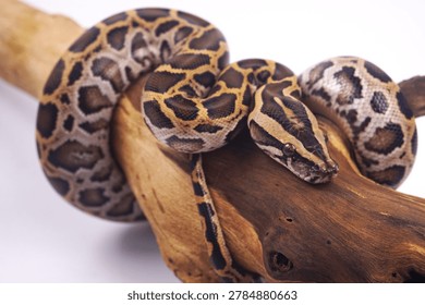 Burmese python coiled on a tree branch featuring detailed reptile scales, natural camouflage patterns, and exotic wildlife beauty. High-resolution snake portrait ideal for zoology, wildlife conservation, reptile education, tropical rainforest themes, exotic pet concepts, and nature-focused graphic design. Perfect for commercial and editorial stock photography use.