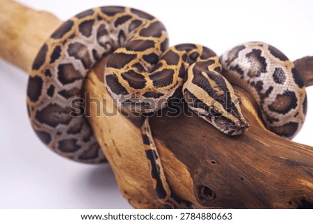 Burmese python coiled on a tree branch featuring detailed reptile scales, natural camouflage patterns, and exotic wildlife beauty. High-resolution snake portrait ideal for zoology, wildlife conservation, reptile education, tropical rainforest themes, exotic pet concepts, and nature-focused graphic design. Perfect for commercial and editorial stock photography use.