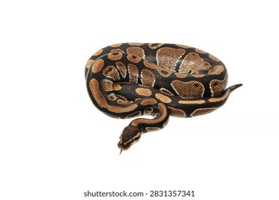 Burmese Python with Distinctive Patterns and Colors White Background Professional Shot