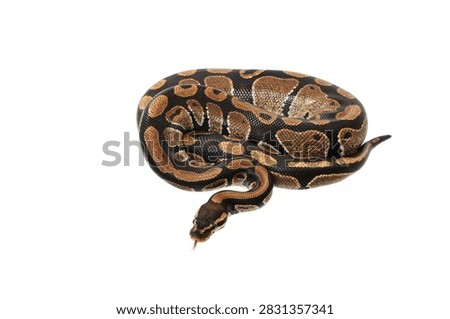 Burmese Python with Distinctive Patterns and Colors White Background Professional Shot