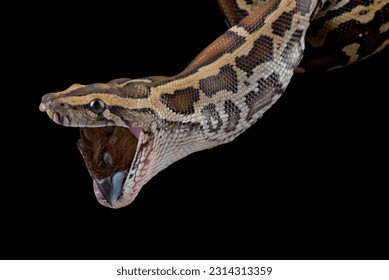 Burmese python eating a bird 
