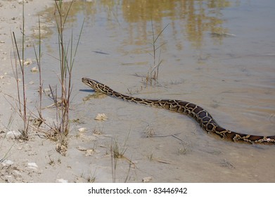 Burmese Python In The Everglades