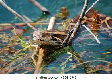 Burmese Python In The Everglades