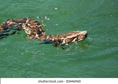 Burmese Python In The Everglades