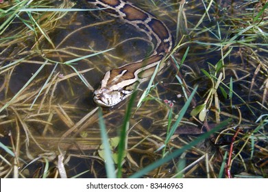 Burmese Python In The Everglades