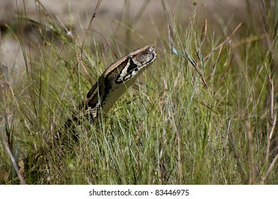 Burmese Python In The Everglades