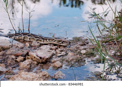 Burmese Python In The Everglades