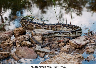 Burmese Python In The Everglades