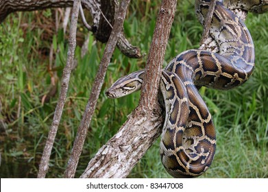 Burmese Python in the Everglades