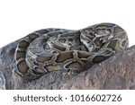Burmese python isolated on white background.
