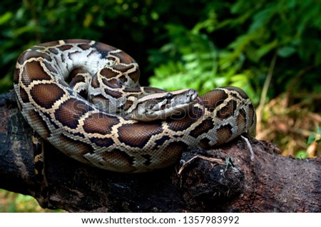 Burmese python (Python molurus bivittatus) 