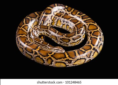 Python Bivittatus High Res Stock Images Shutterstock