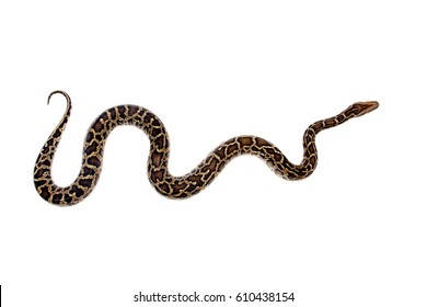Burmese Python, Python molurus bivittatus, isolated on white background