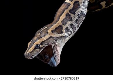 Burmese python on a black background, snake on a tree branch, Burmese phyton with beautiful skin pattern coiled on the tree	