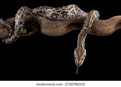 Burmese python on a black background, snake on a tree branch, Burmese phyton with beautiful skin pattern coiled on the tree	