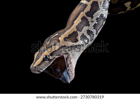Burmese python on a black background, snake on a tree branch, Burmese phyton with beautiful skin pattern coiled on the tree	