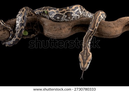 Burmese python on a black background, snake on a tree branch, Burmese phyton with beautiful skin pattern coiled on the tree	