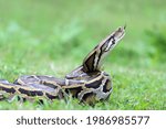  Burmese python is one of largest species of snakes and this species already marked as 